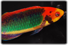 Clown Fairy Wrasse